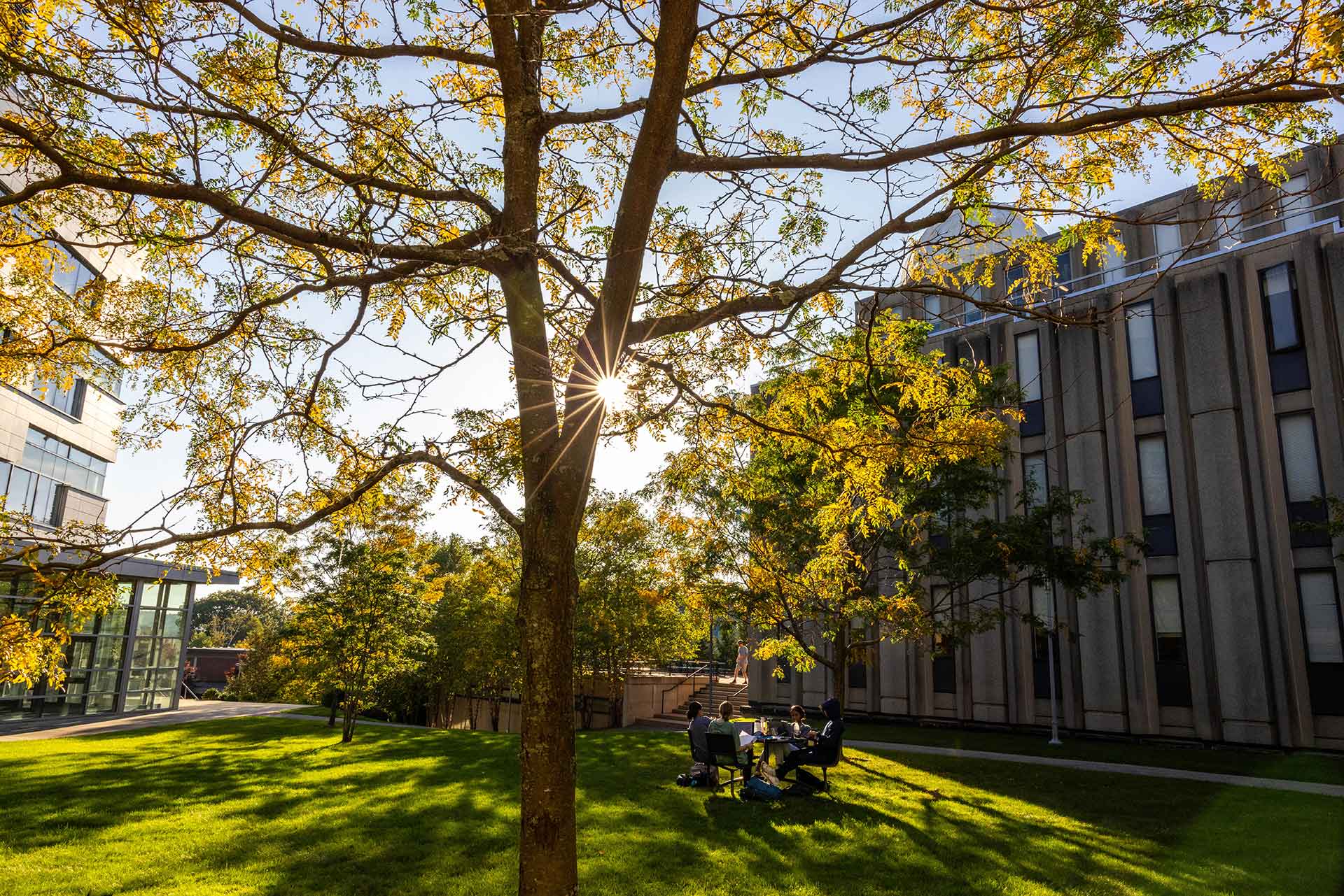 Sun shines through leaves on a tree in autumn as students sit at a table outside.