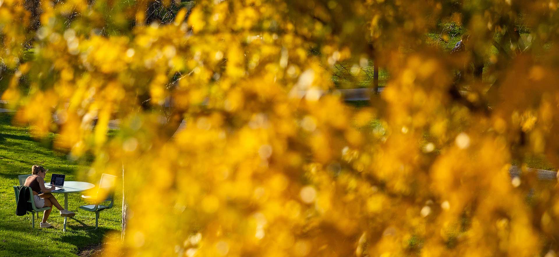 A student sits at a table outside, photo taken through the leaves of a yellow tree