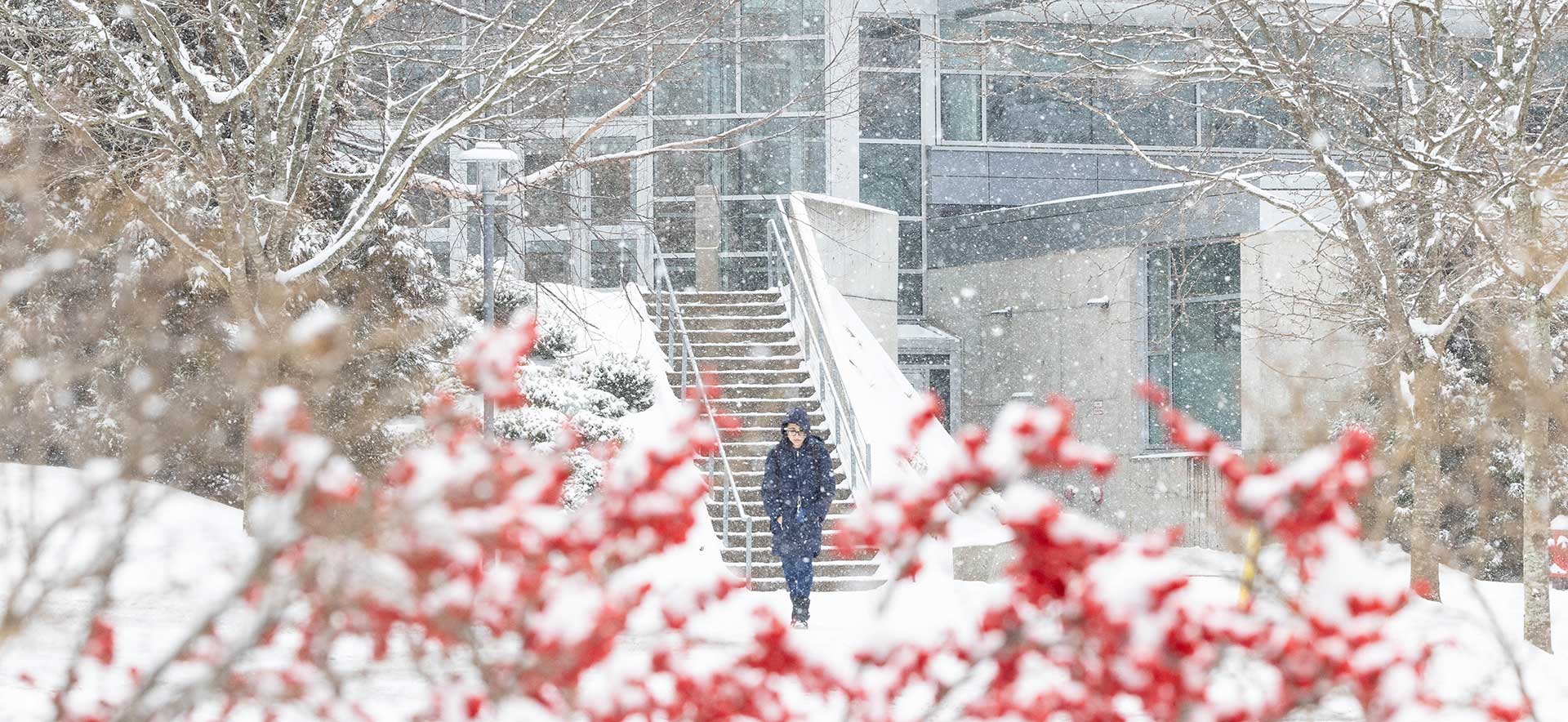 A student walking through falling snow, as seen looking through a bush with red berries