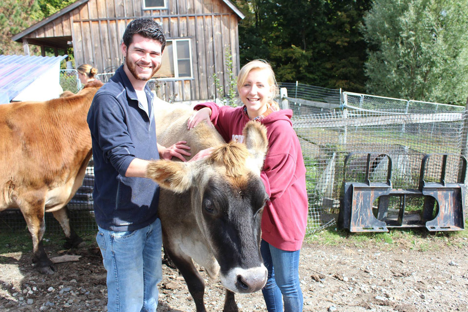 Volunteers with cow at VINE Sanctuary in Vermont