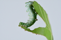 photo of a green caterpillar eating a green leaf