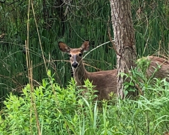 a deer looks at the camera from behind a tree