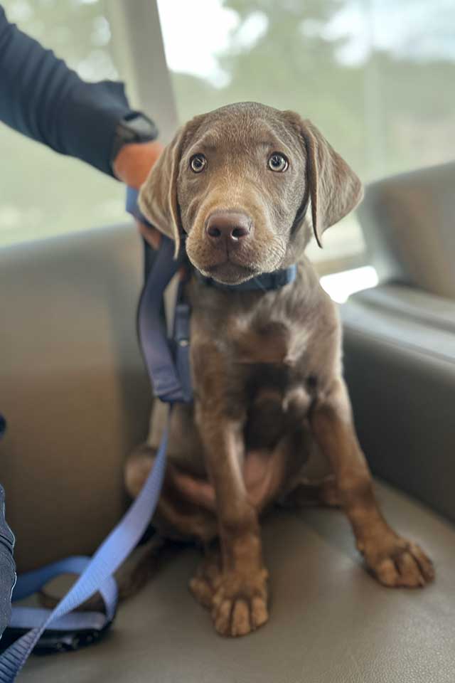 Puppy Justice
