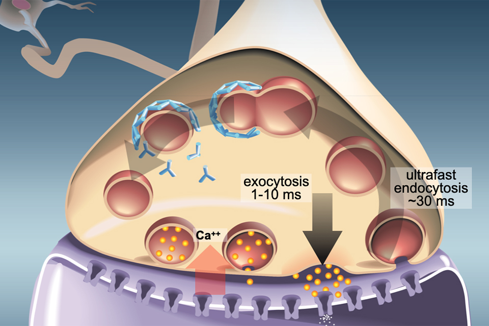 Jorgensen visual abstract