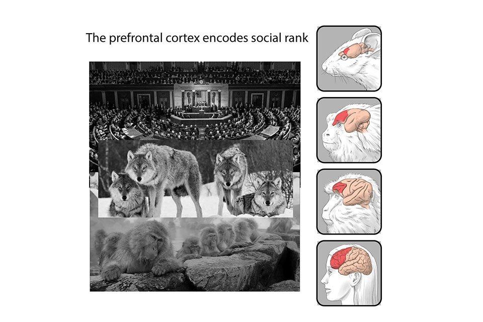 Padilla-Coreano visual abstract