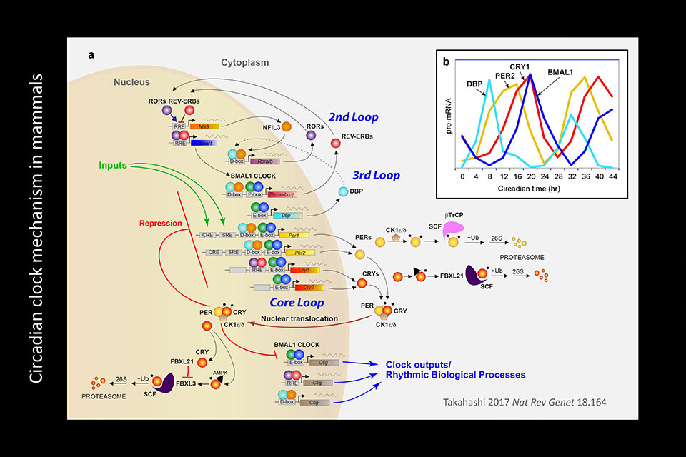 Takahashi Visual Abstract #1