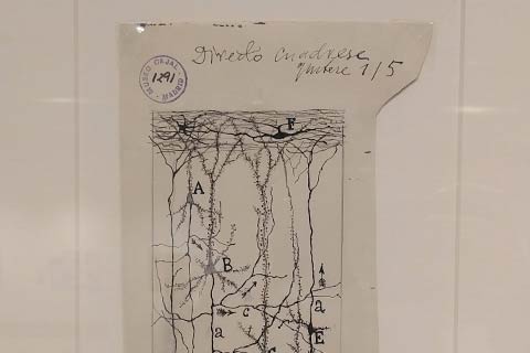 Framed cortical neuron drawings
