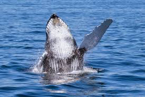whale jumping out of water