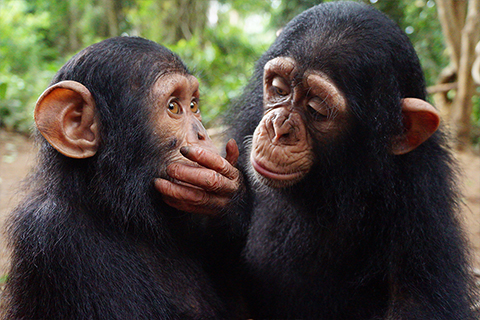 chimpanzees