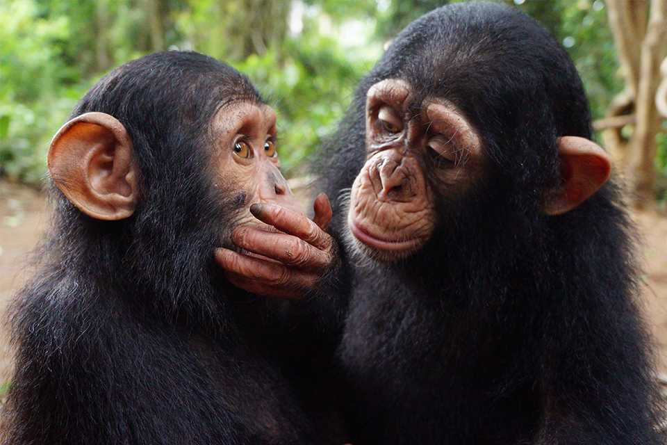 Two chimpanzees interacting