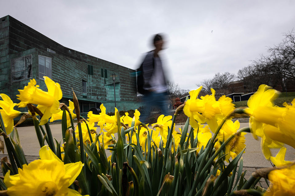 A student walks passed some blooming daffodils at Brandeis University on April 5, 2023. Photo/Dan Holmes