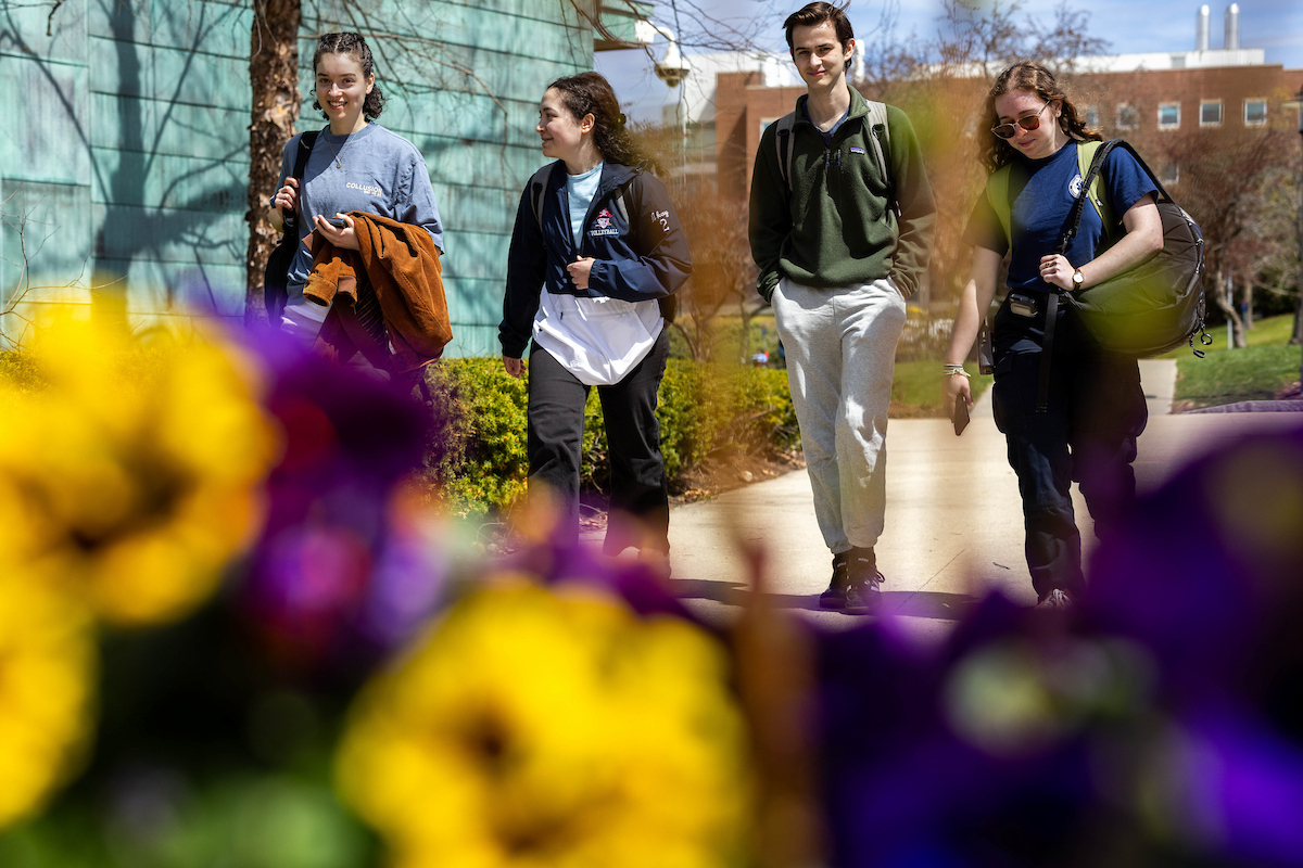 A student walks passed some blooming daffodils at Brandeis University on April 5, 2023. Photo/Dan Holmes