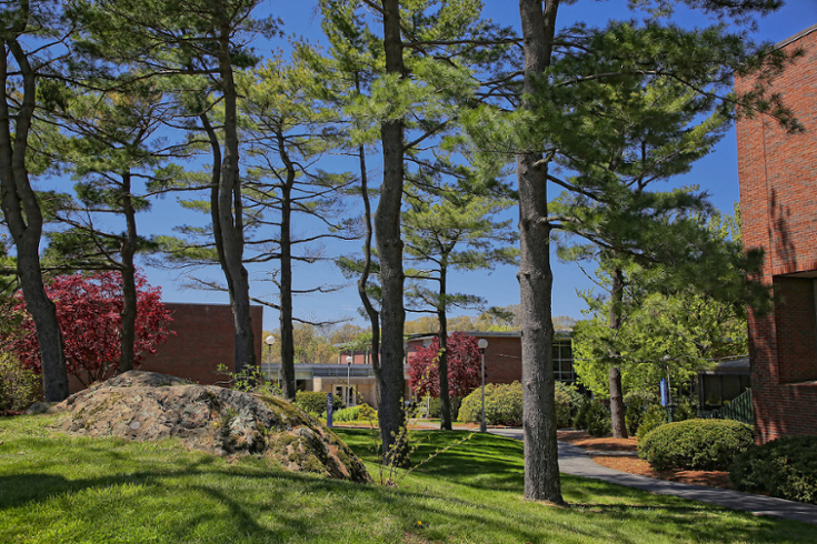 a copse of trees in spring on the Brandeis campus