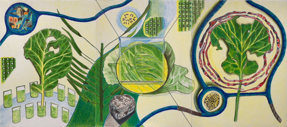Drawing by S.E. Nash of cabbage and microbes