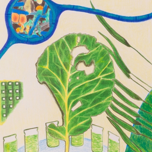 Drawing of cabbage leaf